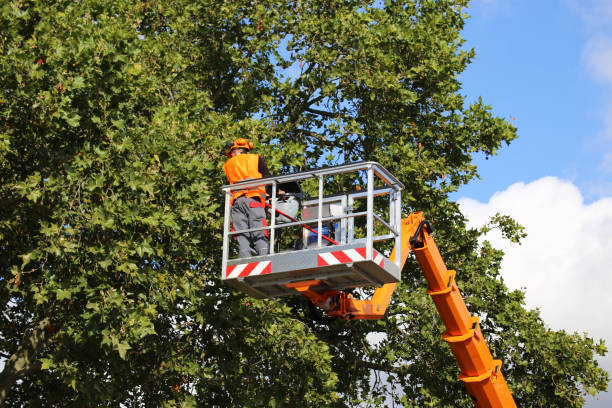 professional contractors are shaping and pruning a tree in the public park with  tree removal service Stamford, CT