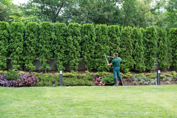 Tree Removal Service Stamford, CT certified arborists cutting hedges