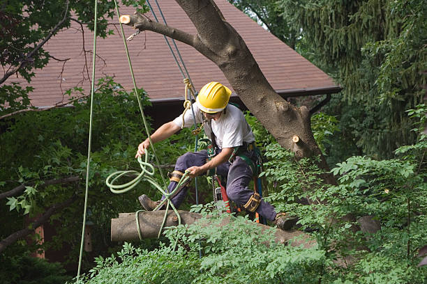 Tree Removal Service Stamford, CT working hard to cut a tree branch