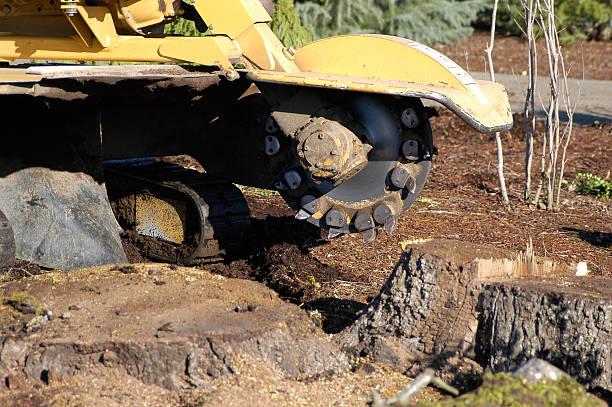 Tree Removal Service Stamford, CT using the best equipment to grind and remove old tree stumps