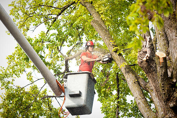 man is cutting down a branch from tree removal service Stamford, CT