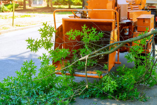 Tree Removal Service Stamford, CT removing a tree in the city