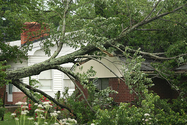 Tree Removal Service Stamford, CT responds to a fallen tree in the neighborhood